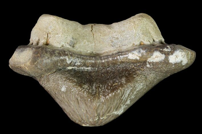 Huge, Fossil Crusher Shark (Ptychodus) Tooth - Kansas #152255